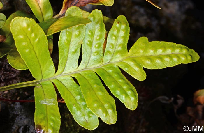 Polypodium azoricum