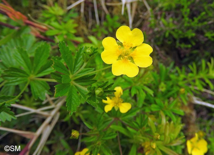 Potentilla erecta = Potentilla tormentilla