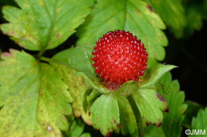 Potentilla indica = Duchesnea indica