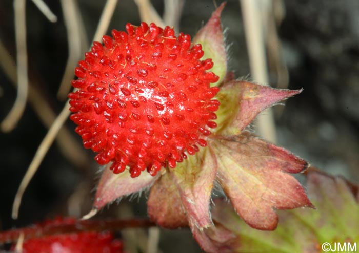 Potentilla indica = Duchesnea indica