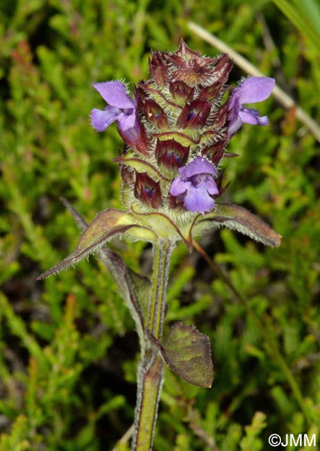 Prunella vulgaris