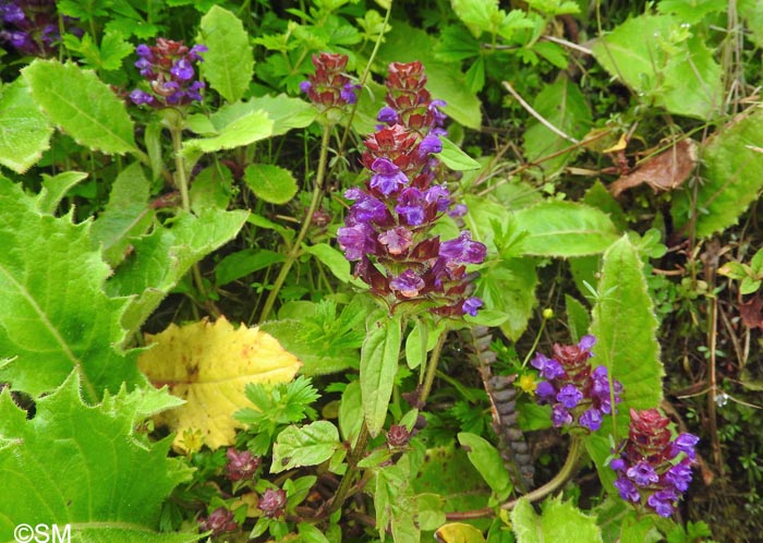 Prunella vulgaris