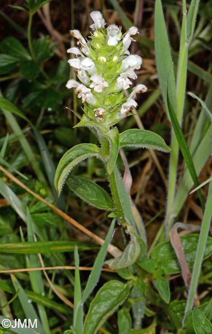 Prunella vulgaris f. alba