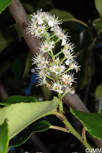 Prunus lusitanica subsp. azorica