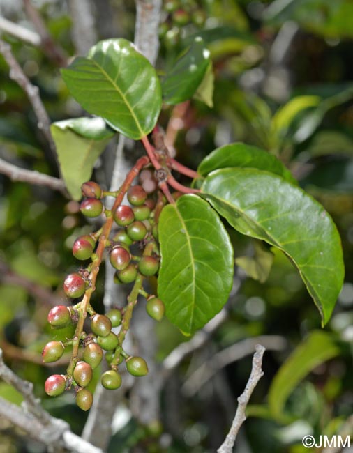 Prunus lusitanica subsp. azorica