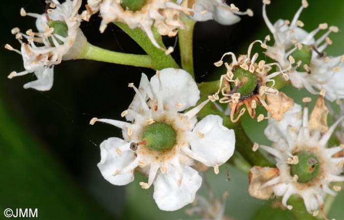 Prunus lusitanica subsp. azorica