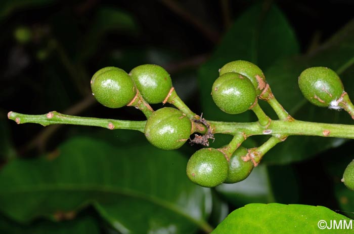 Prunus lusitanica subsp. azorica