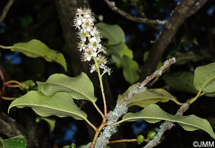 Prunus lusitanica subsp. azorica