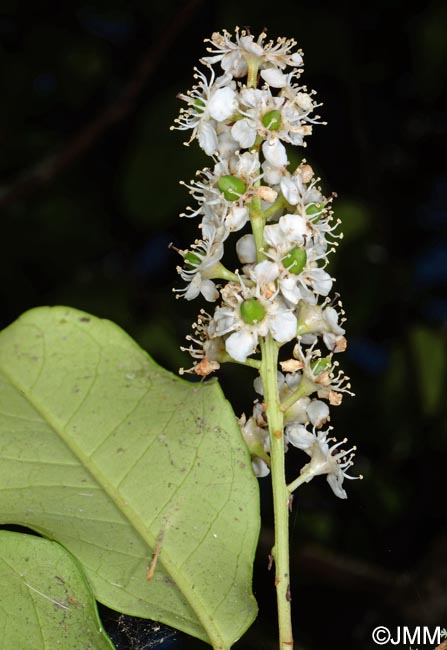 Prunus lusitanica subsp. azorica