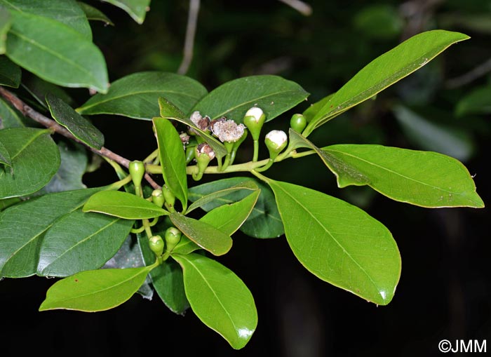 Psidium cattleianum