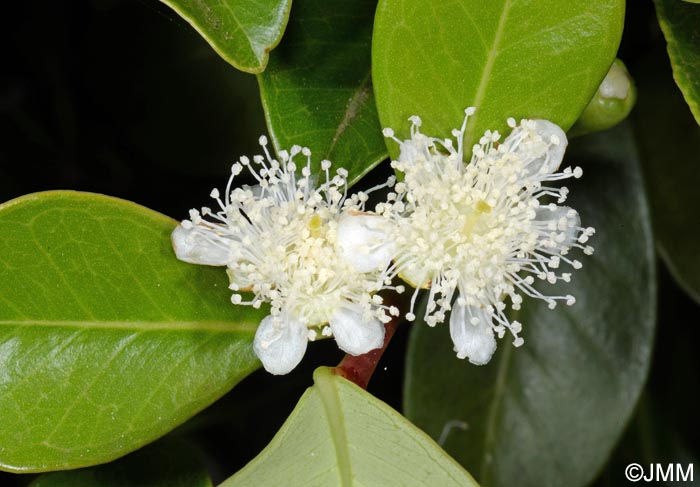 Psidium cattleianum