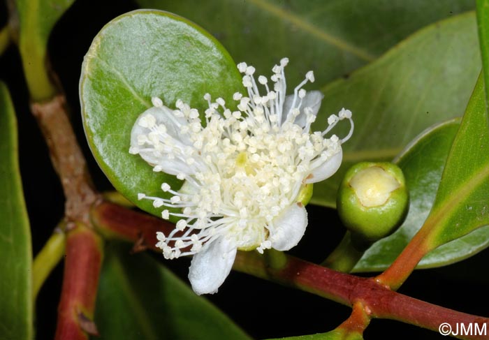 Psidium cattleianum