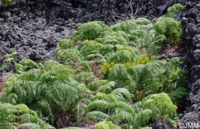 Pteridium aquilinum