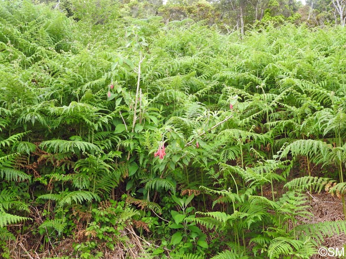 Pteridium aquilinum & Fuchsia boliviana