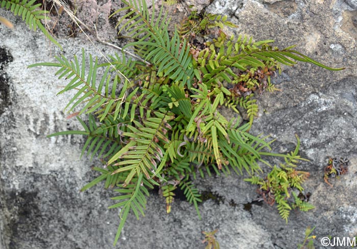 Pteris vittata