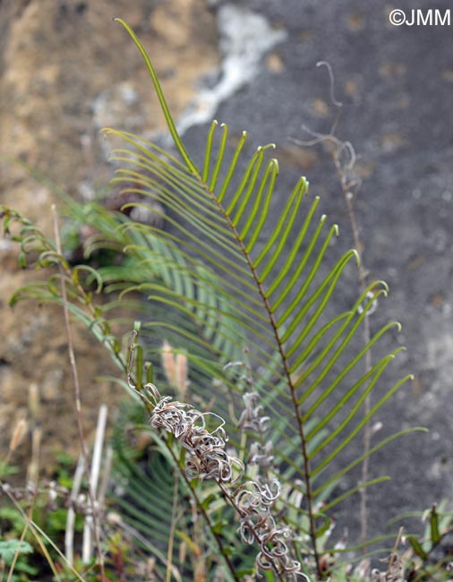 Pteris vittata