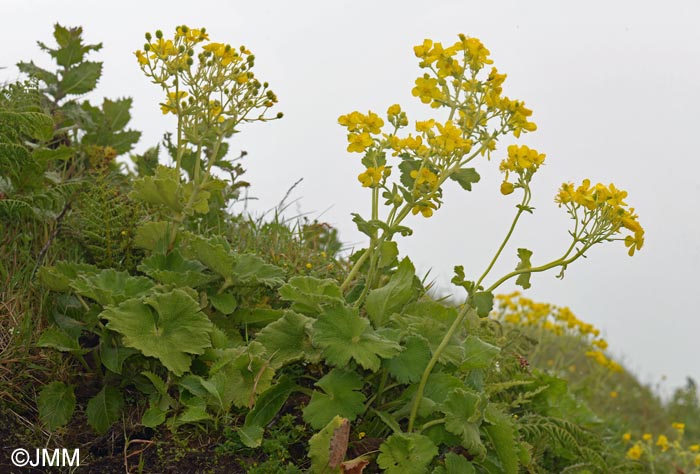 Ranunculus cortusifolius