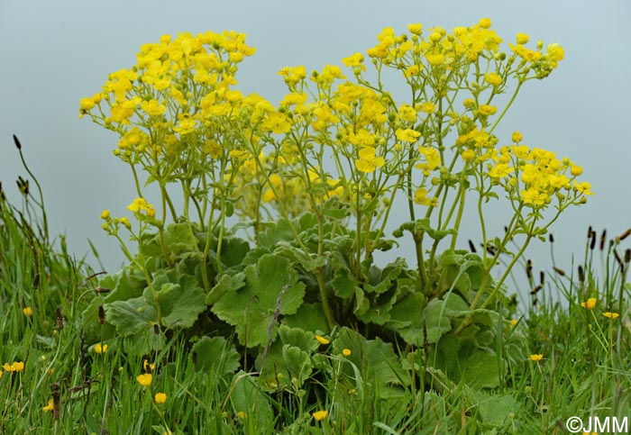 Ranunculus cortusifolius