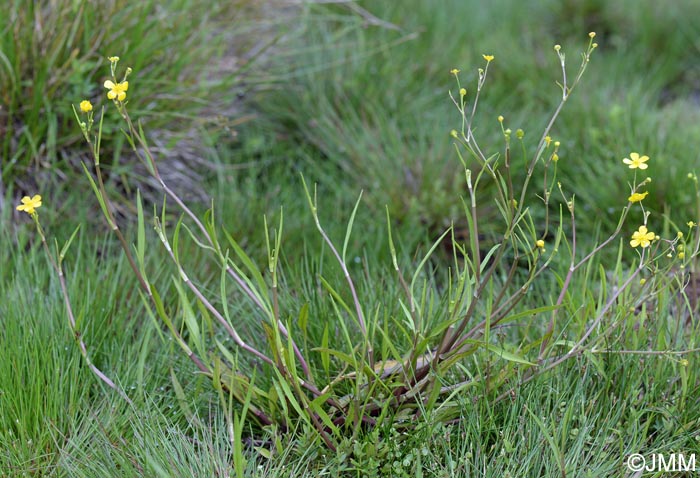 Ranunculus flammula