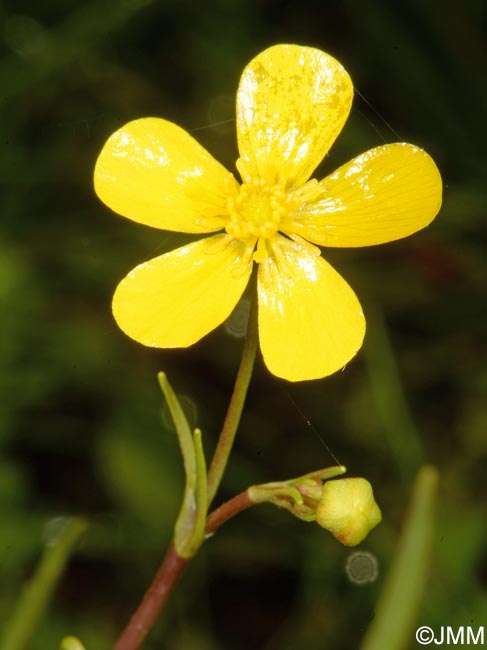 Ranunculus flammula