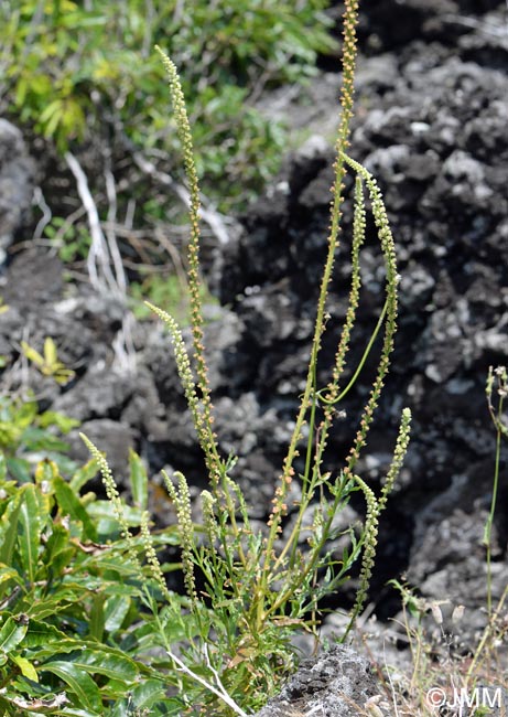 Reseda luteola