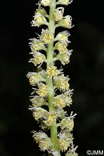 Reseda luteola