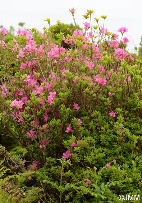 Rhododendron indicum