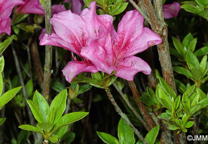 Rhododendron indicum