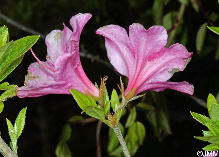 Rhododendron indicum