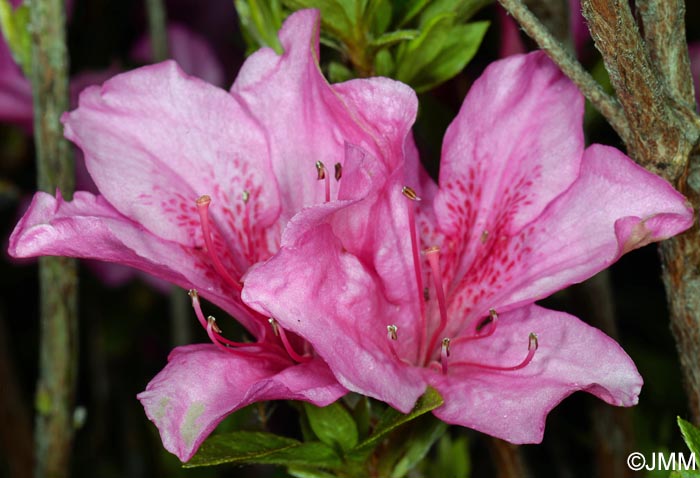 Rhododendron indicum