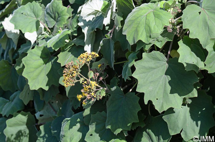 Roldana petasitis = Senecio petasitis