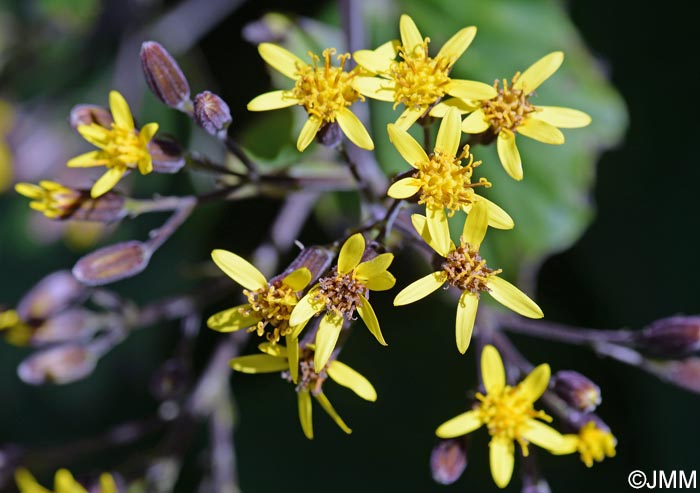 Roldana petasitis = Senecio petasitis