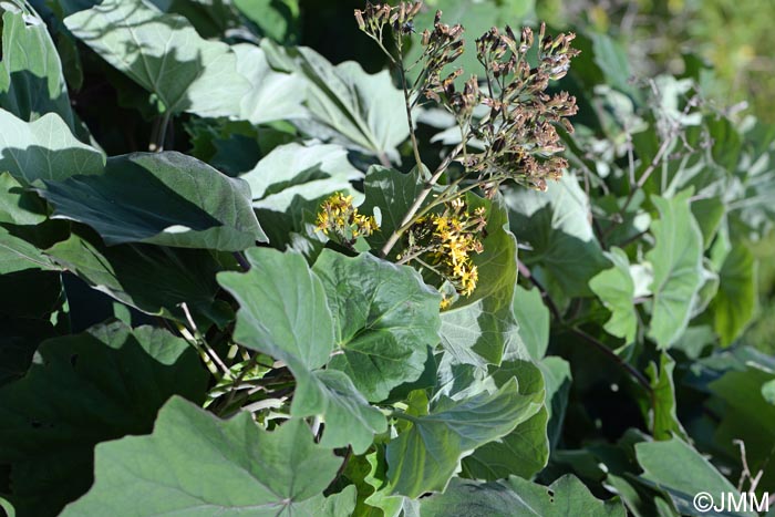 Roldana petasitis = Senecio petasitis