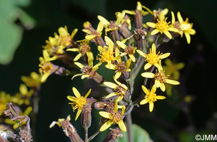 Roldana petasitis = Senecio petasitis