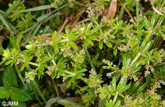 Rubia agostinhoi