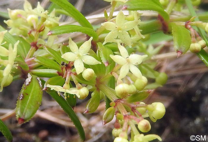 Rubia agostinhoi