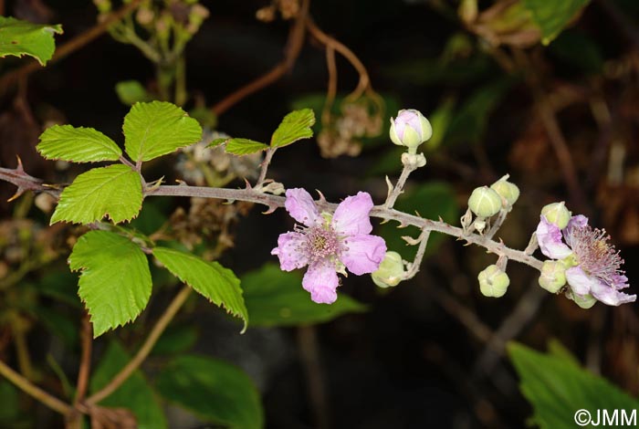 Rubus ulmifolius