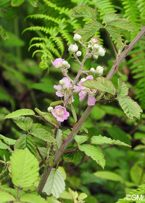 Rubus ulmifolius