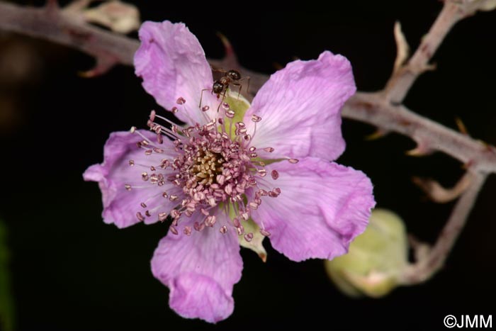 Rubus ulmifolius