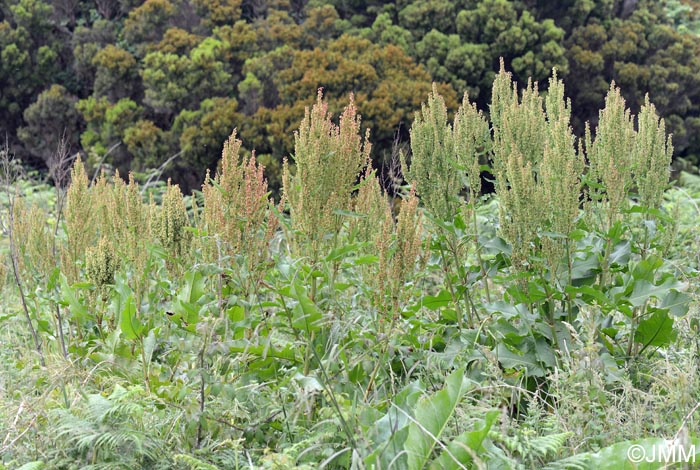 Rumex azoricus