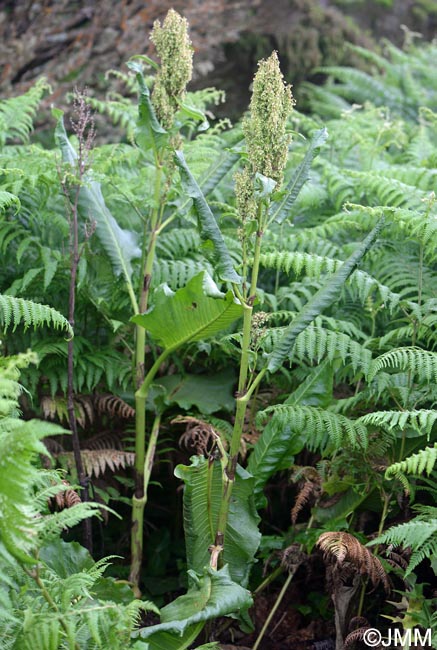 Rumex azoricus