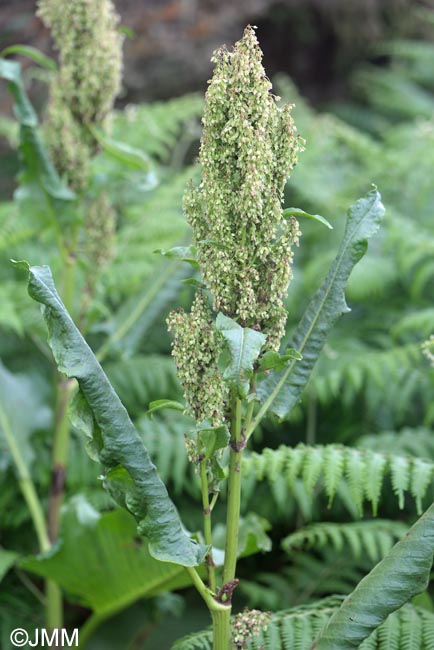 Rumex azoricus