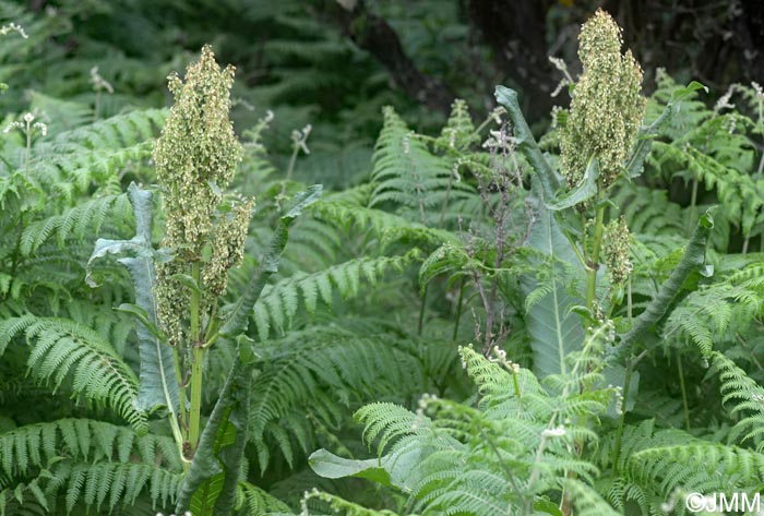 Rumex azoricus & Pteridium aquilinum