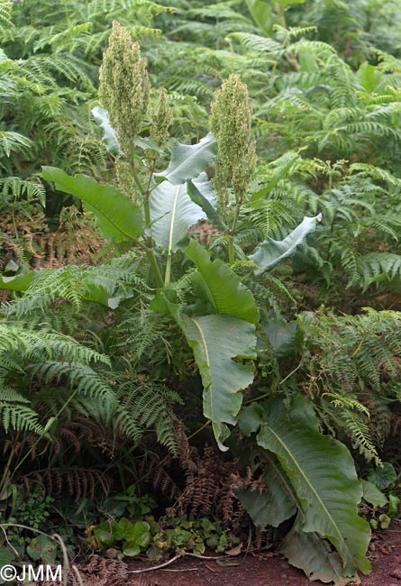 Rumex azoricus