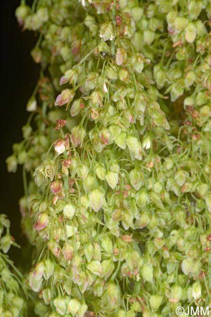 Rumex azoricus