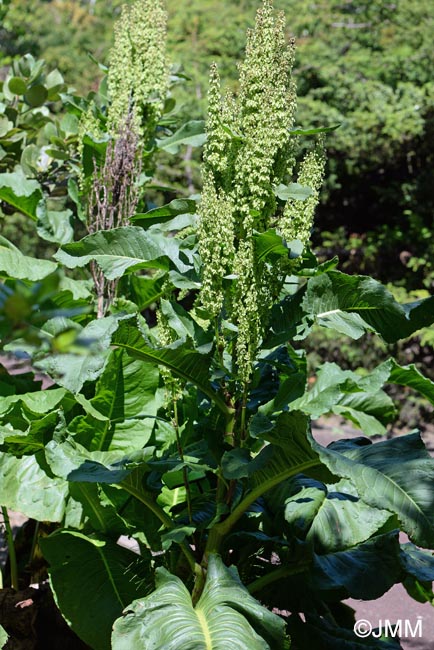 Rumex azoricus