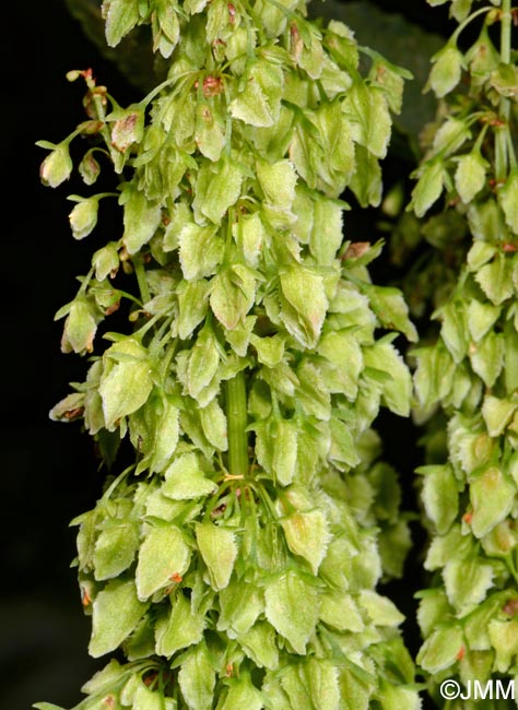 Rumex azoricus