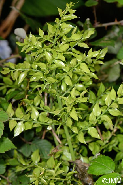 Ruscus aculeatus