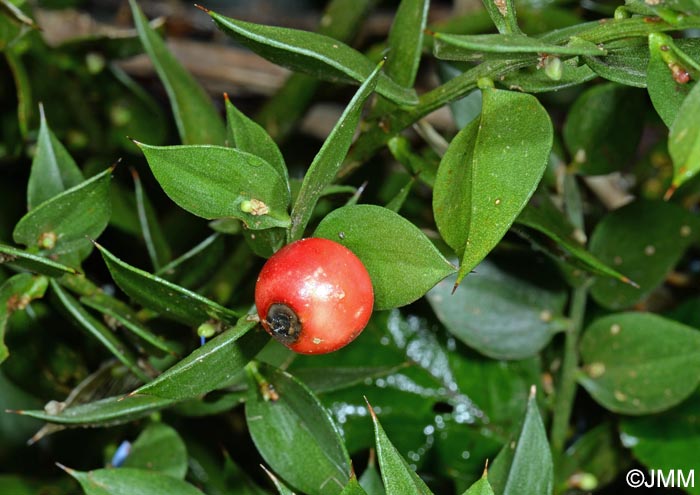 Ruscus aculeatus