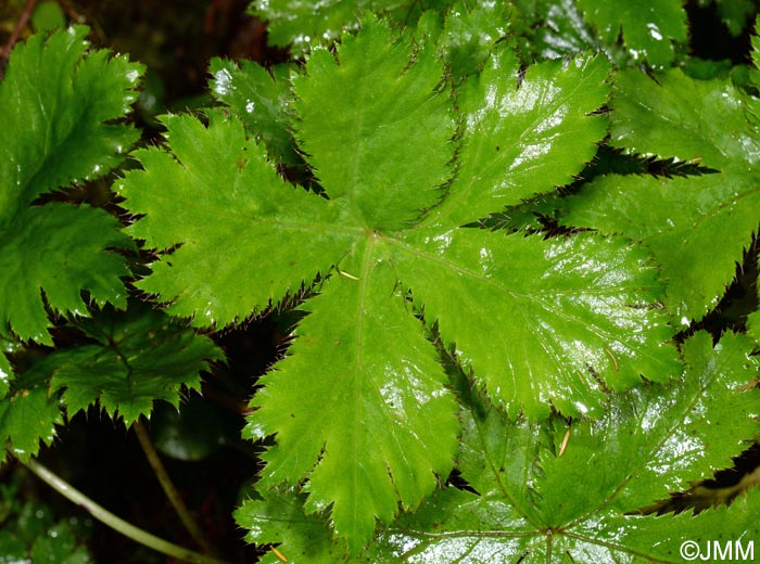 Sanicula azorica